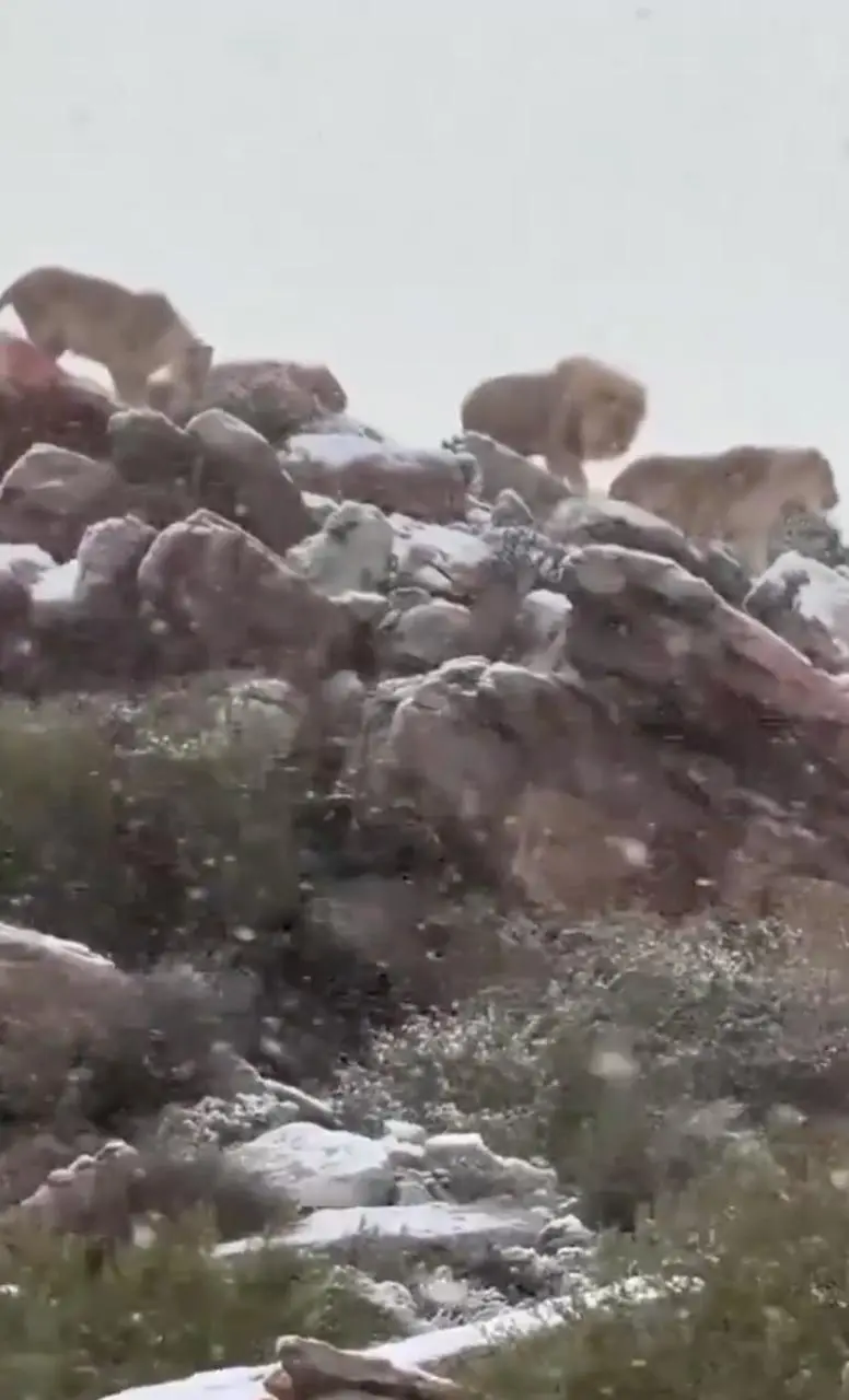 ¿Nieve en África? No es tan raro como suena, pero sigue siendo un fenómeno fascinante