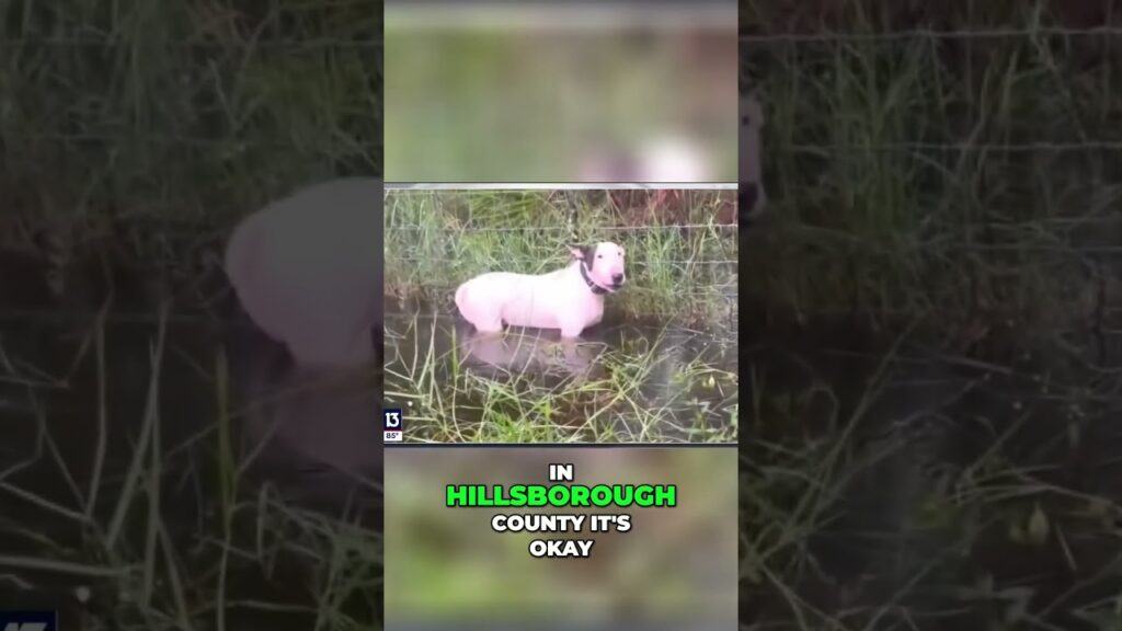 Viral Hurricane Milton dog video