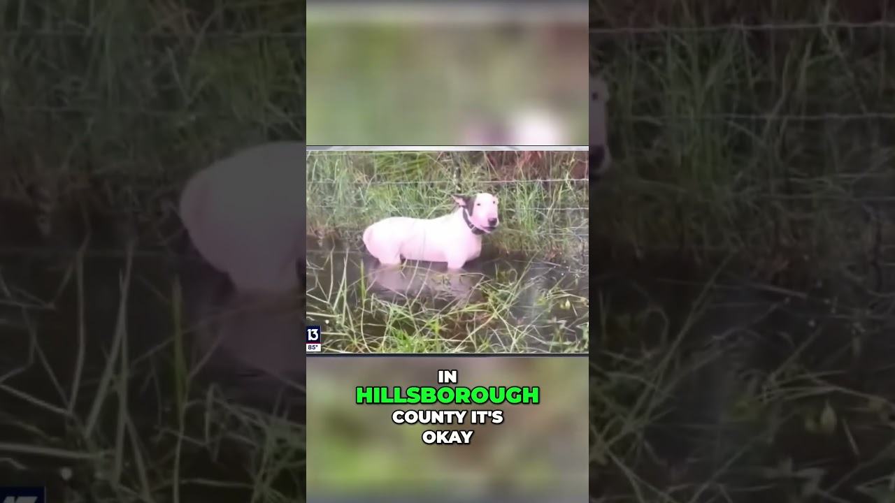 Viral Hurricane Milton dog video