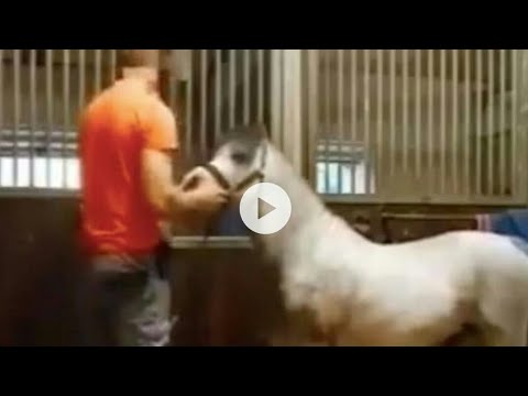 michael hanley horse full new video