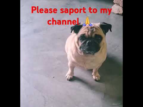 skirby dog video reddit