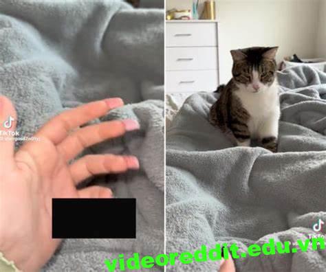 gosd7n01yj Nails Kitty Video: A Phenomenon in the Realm of ASMR