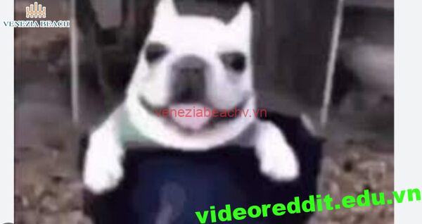 Skirby dog video Twitter Viral 16-10-2024