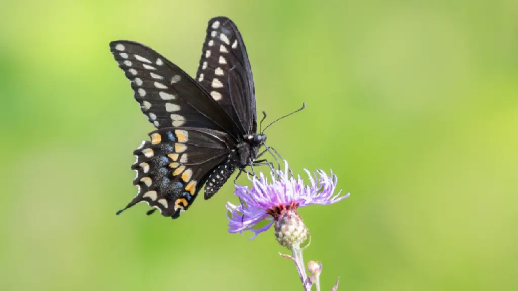 AI Joins Battle Against Insect Loss: Canada’s Big Move