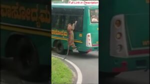 Cheetah climbs on visitor’s vehicle in Karnataka