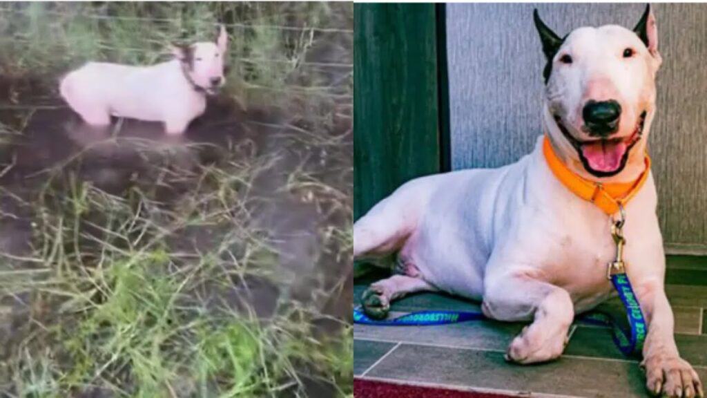 Video : Dog left by owner Tied To Fence During Hurricane Milton