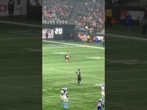 grey cup streaker 2024 video