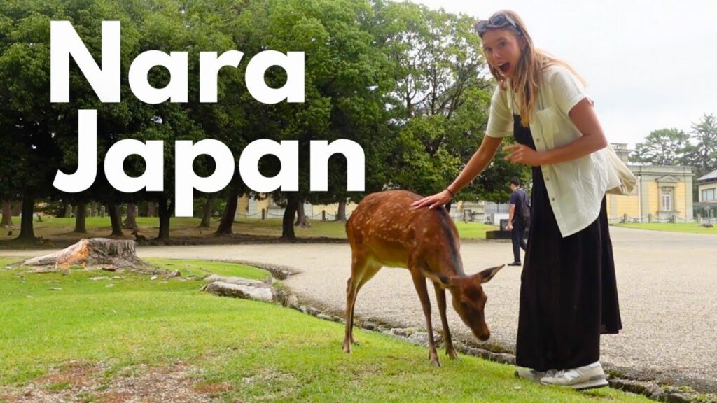 japan nara deer video