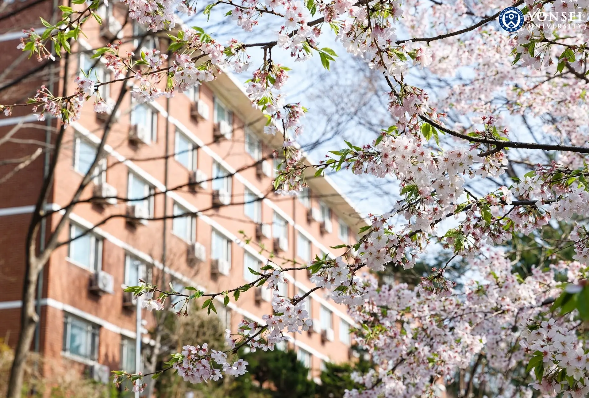 Biểu tượng Đại học Yonsei nổi bật bên cành hoa anh đào nở rộ mùa xuân