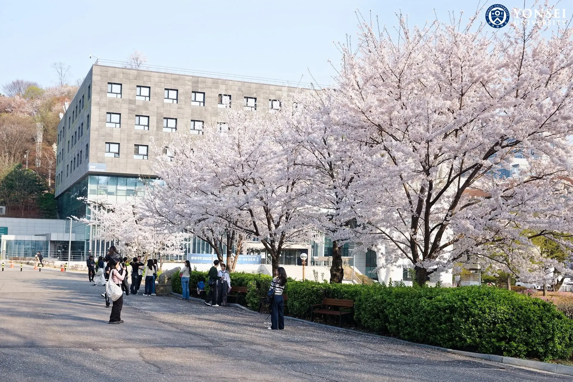 Tòa nhà Gwangbok Hall thuộc Đại học Yonsei rợp bóng hoa anh đào